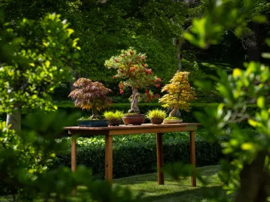 Brooklyn Botanic Garden celebrates 100 years of its incredible bonsai...