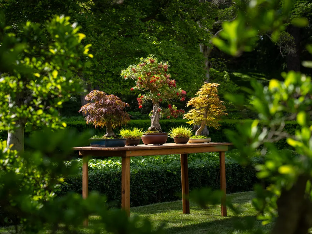 100 Years of Bonsai at Brooklyn Botanic Garden 2025 1