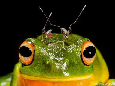 Celebrate the 20th anniversary of the Australian Geographic Nature Photographer of the Year competition with this free display revisiting winners and finalists from the past