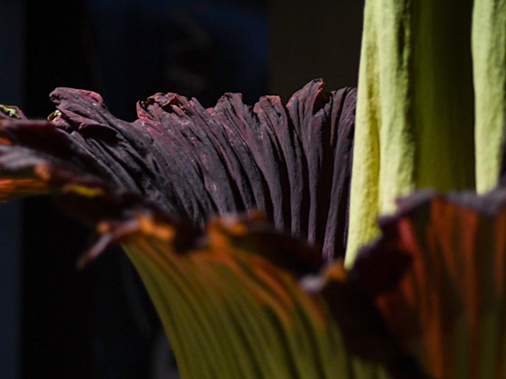 2025 Amorphophallus Conference 1