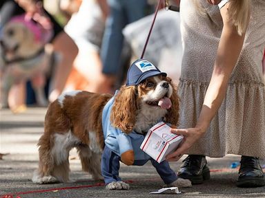 In our 26th year at Fort Greene Park, and presented by Fort Greene PUPS, the Great PUPkin is Brooklyn's largest and most outrageous dog costume contest.