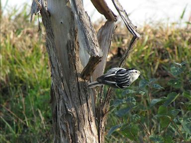 Join the Education Team and guest birder Ryan M. for a fun birding hike as fall migration season comes to an end!