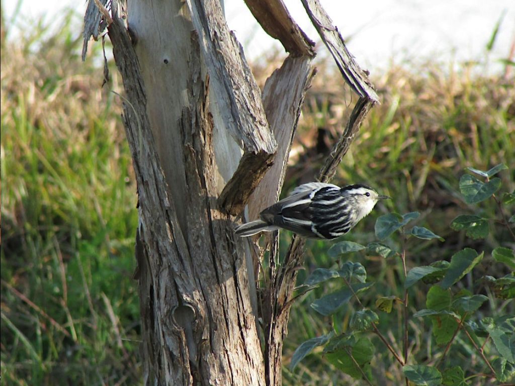 Autumn Bird Walk 2024 1