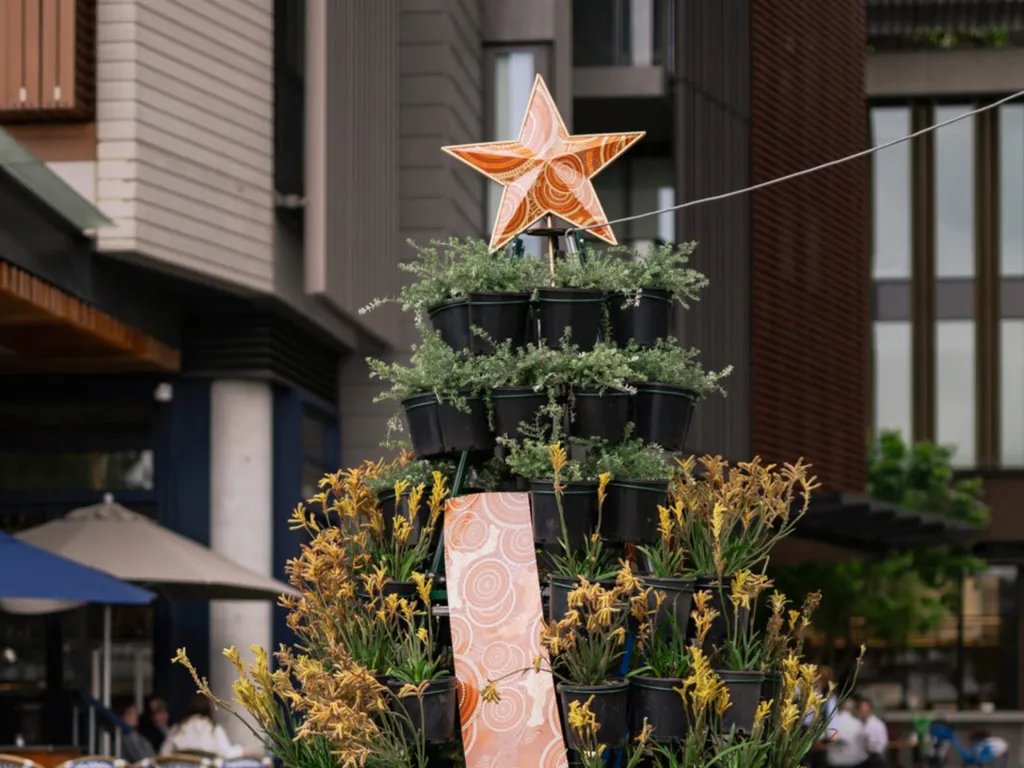 Barangaroo’s Native Living Christmas Trees 2024 1