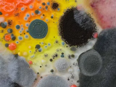 This exhibit seeks to highlight aspects of decay in the...
