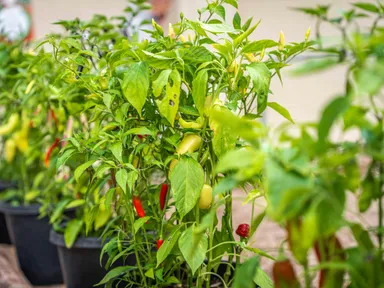 Chilli Fest Willunga will be held in the Willunga Festival and Show Halls and the adjoining outdoor area to celebrate all things chilli.