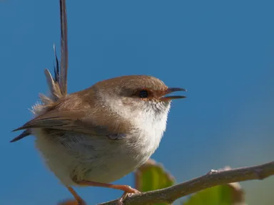 Embark on an enriching birding experience every second Saturday of the month at the Randwick Sustain...