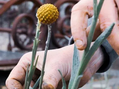 Come along to the Melbourne General Cemetery for a 'grassroots' community planting day, where you wi...