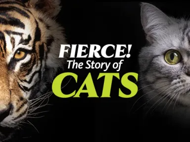 Join us on July 13 for a cat-tastic day celebrating