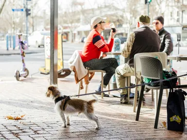 Attention all pet enthusiasts and proud canine guardians.You are invited to the thrilling &#39;Follow My Lead&#39; event trail on Hutt Street