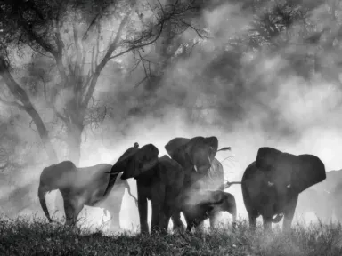 In the highlands of Angola, conservation biologist Steve Boyes sets...