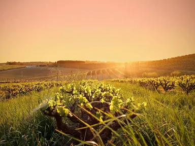 Join the McLaren Vale Wine Region for Grenache &amp; Gourmet – a two week long celebration of the region&#39;s world-class Grenache and culinary expertise.