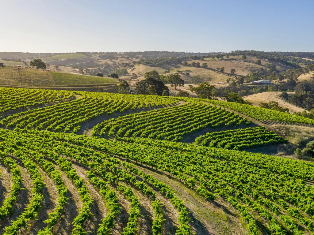 Grenache & Gourmet: Tale of Two Terroirs: Blewitt Springs & Clarendon Tasting with Hickinbotham 2024 1