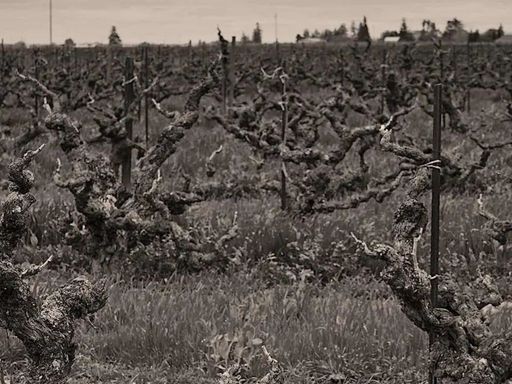 Join Historic Vineyard Society on Saturday, May 9th at Fort Mason's beautiful Gallery 308 for a gathering of 20+ Historic Vineyard wineries
