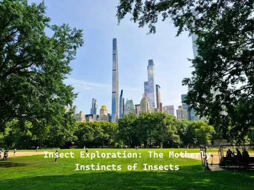 Celebrate this year’s Mother’s Day by learning about some of the most doting mothers of the insect world! Rangers will highlight a variety of insect species found in NYC Parks