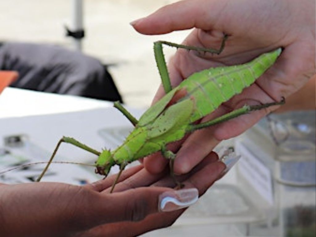 InsectPalooza 2025 1