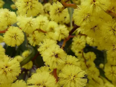 What's that fuzzy yellow flower in the bush? Is that a bird on the wing that I spy?City of Melbourne...