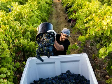 Follow the lifecycle of a wine across 3 event experiences. Get your hands dirty, drink good wine and eat nourishing food. Limited tickets, must be