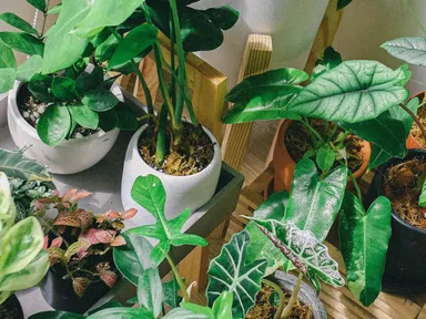 Hey Plant Lovers!Ready to boost your indoor plant collection and have a blast while you’re at it?Our...