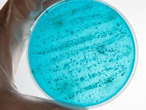 Dr. Lynn Rothschild brings her imagination and creativity to the burgeoning field of synthetic biology to enable space exploration. 