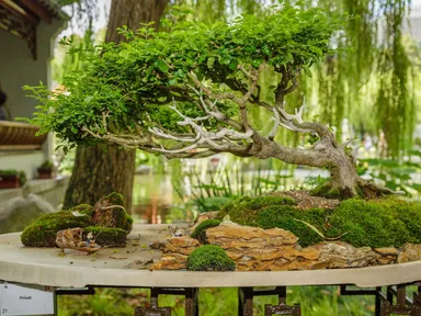 Dive into the beauty of a delightful collection of carefully crafted trees, brought to you by Sydney...