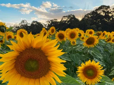 Pick your own Sunflowers in the Adelaide Hills.