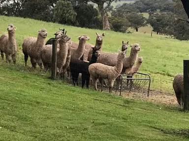 The Strathalbyn Agricultural Show has been a fixture in the town calendar since 1856. It provides an opportunity to showcase everything the district has to