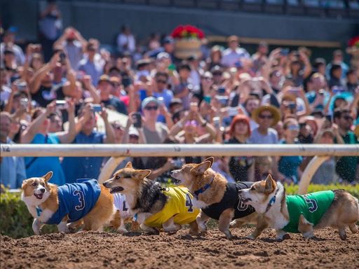 Join the cutest Corgis in Southern California as they take the field at Santa Anita Park, May 24, 2026!
