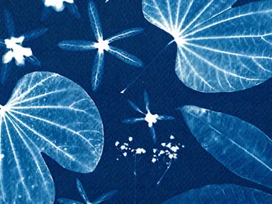 Learn the art of cyanotype - making photographic negative style prints using sunlight, water, and su...