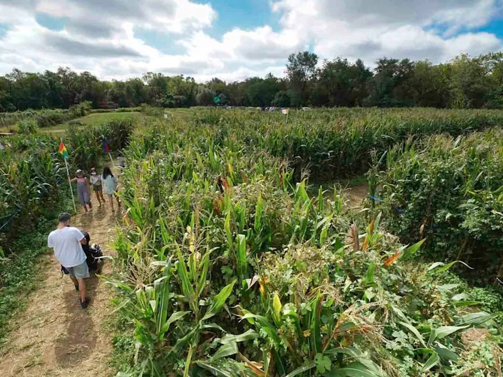 The Amazing Maize Maze 2025 1