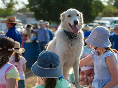 Nationally acclaimed singer songwriter Tom Curtain is again hitting the road, touring his national award winning outback show Katherine Outback Experience.