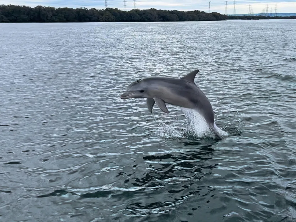 Walk and Cruise - An Immersive Port Adelaide Experience | Nature Festival 2024 1