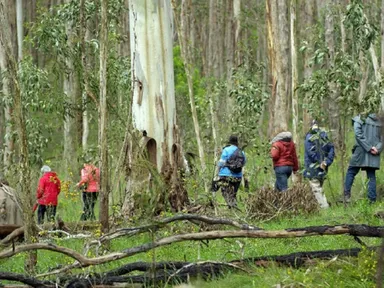 Immerse yourself in nature as you explore the endangered candlebark forest with the highest conservation rating in the Mt Lofty Ranges.