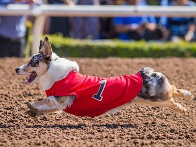 Join the cutest Corgis in Southern California as they take the field at Santa Anita Park, Sunday, February 16, 2025.