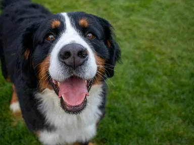 The paw-ty is on every Sunday at Haselgrove Wines Cellar Door for owners and dogs!